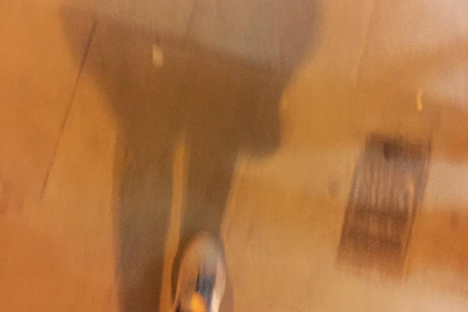 pies de roser amills