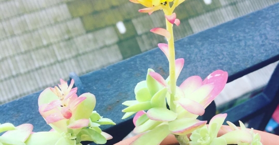 Las flores han decidido que ya es #primavera en Barcelona :)) - Roser Amills, escritora mallorquina