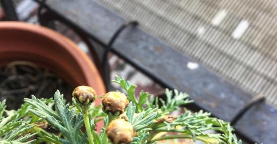 capullos de margarita