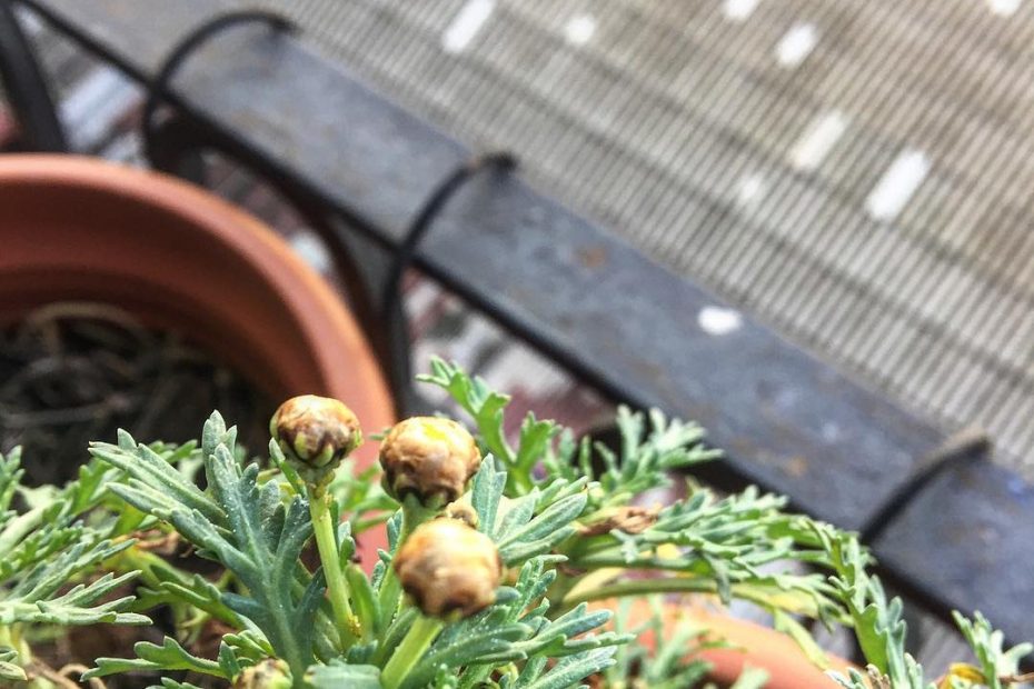 capullos de margarita