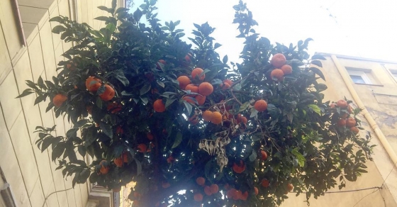 naranjas amargas barri de gracia
