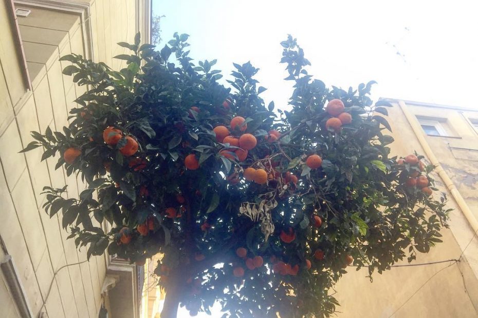 naranjas amargas barri de gracia