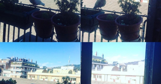 Balcón con paloma - Roser Amills, escritora mallorquina