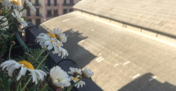 Buenos y primaverales días, @almasbonitas ;)) - Roser Amills, escritora mallorquina