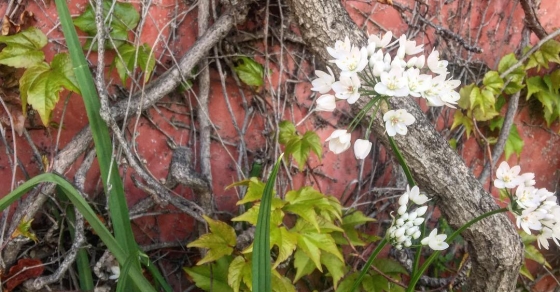 Sientes la primavera? - Roser Amills, escritora mallorquina