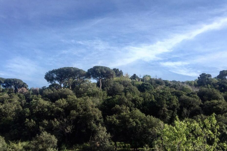 Bosque de pinos y encinas bajo un cielo azul con algunas nubes