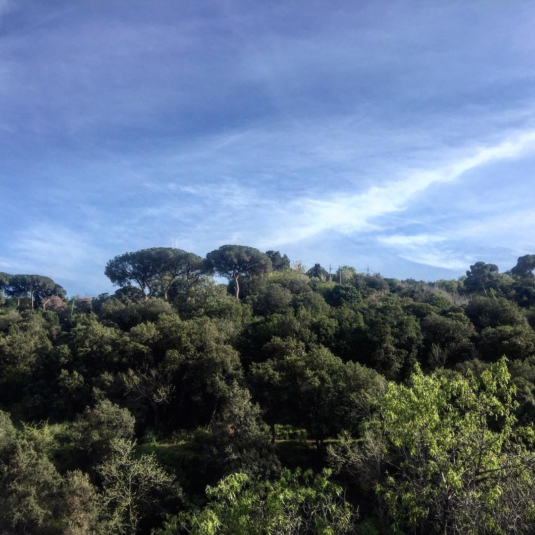 Bosque de pinos y encinas bajo un cielo azul con algunas nubes