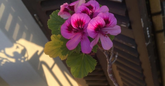 Mis flores regresan a saludar :)) - Roser Amills, escritora mallorquina