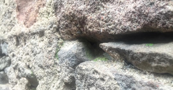 Hay musgo en el muro de la torre de la Plaça de la Vila. Sí, ha llegado el invierno! - Roser Amills, escritora mallorquina