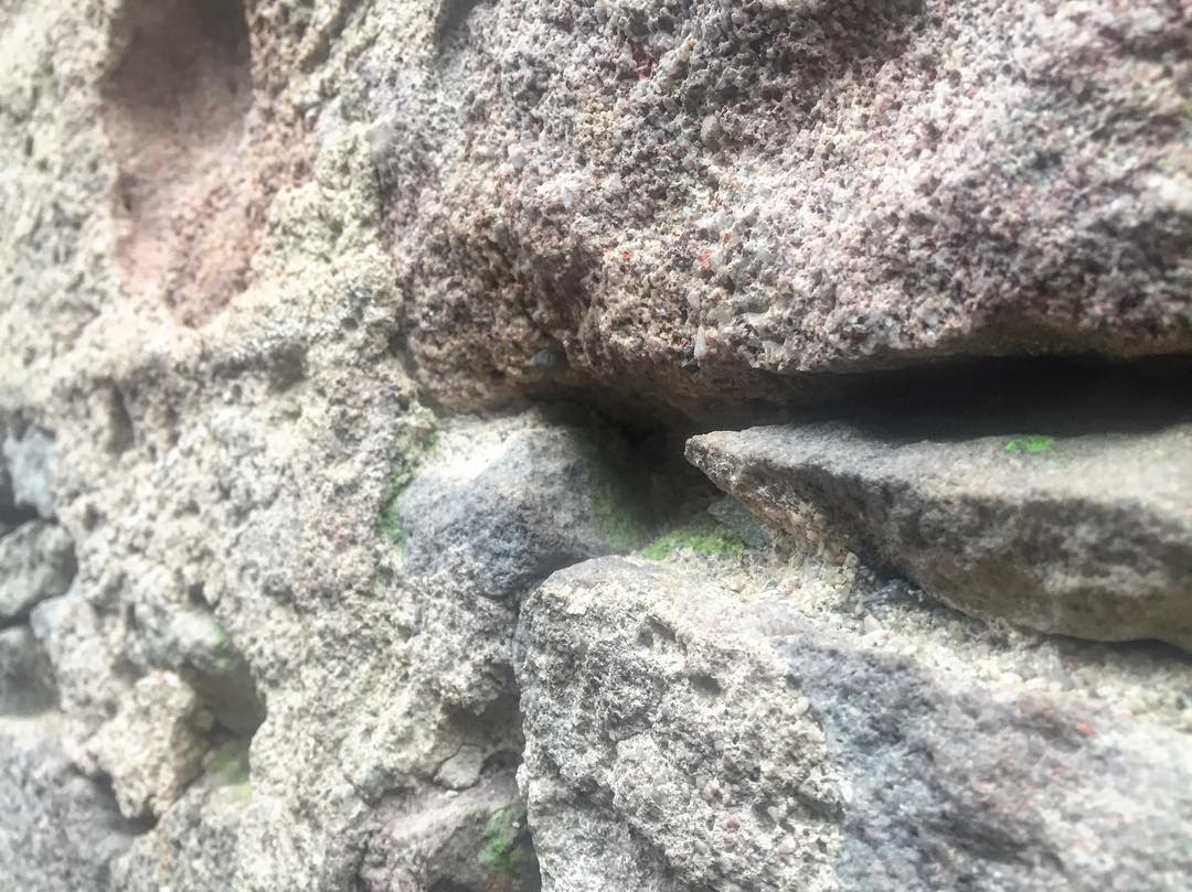 Hay musgo en el muro de la torre de la Plaça de la Vila. Sí, ha llegado el invierno!