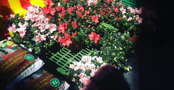 No compres flores cortadas, plántalas #floresvivas - Roser Amills, escritora mallorquina