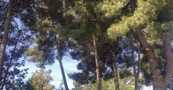 Esplendorós dia - Roser Amills, escritora mallorquina