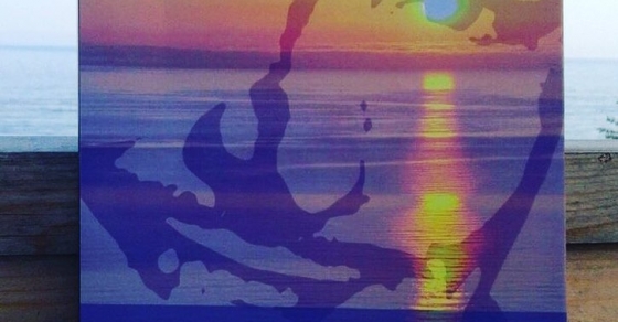 el ecuador de ulises, novela dde roser amills