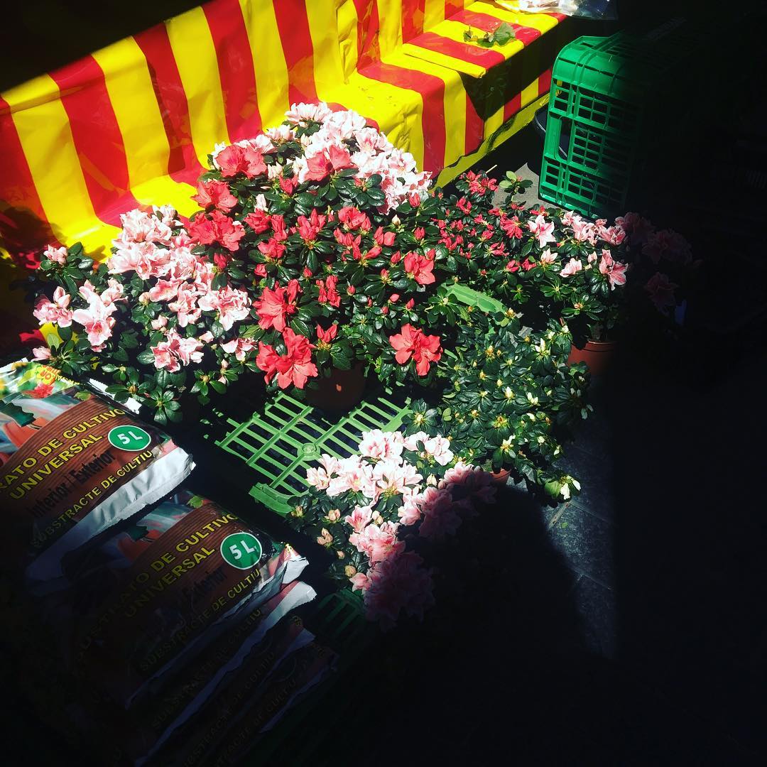 No compres flores cortadas, plántalas #floresvivas