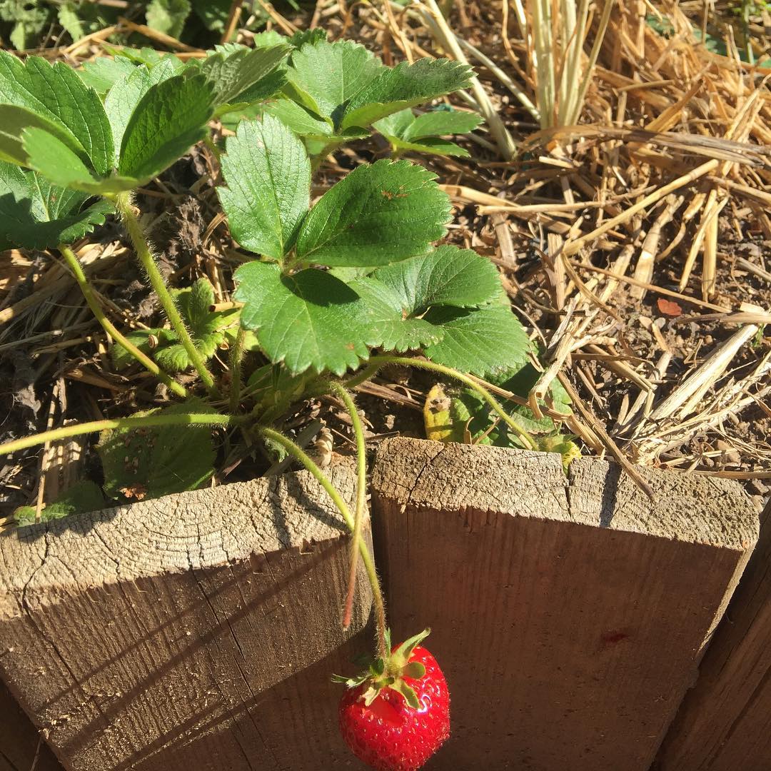 Las fresas no necesitan filtros  