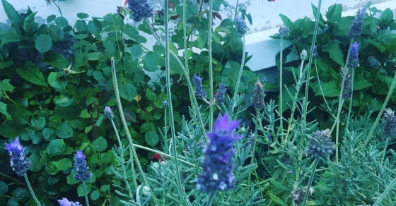 lavanda