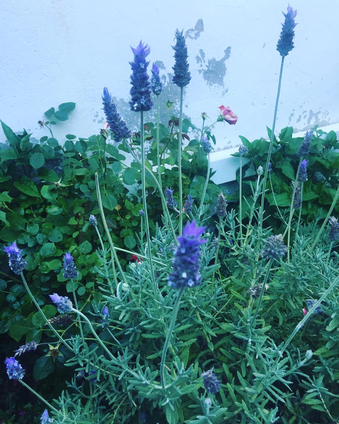 lavanda