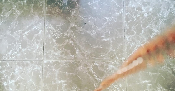 pies de roser amills