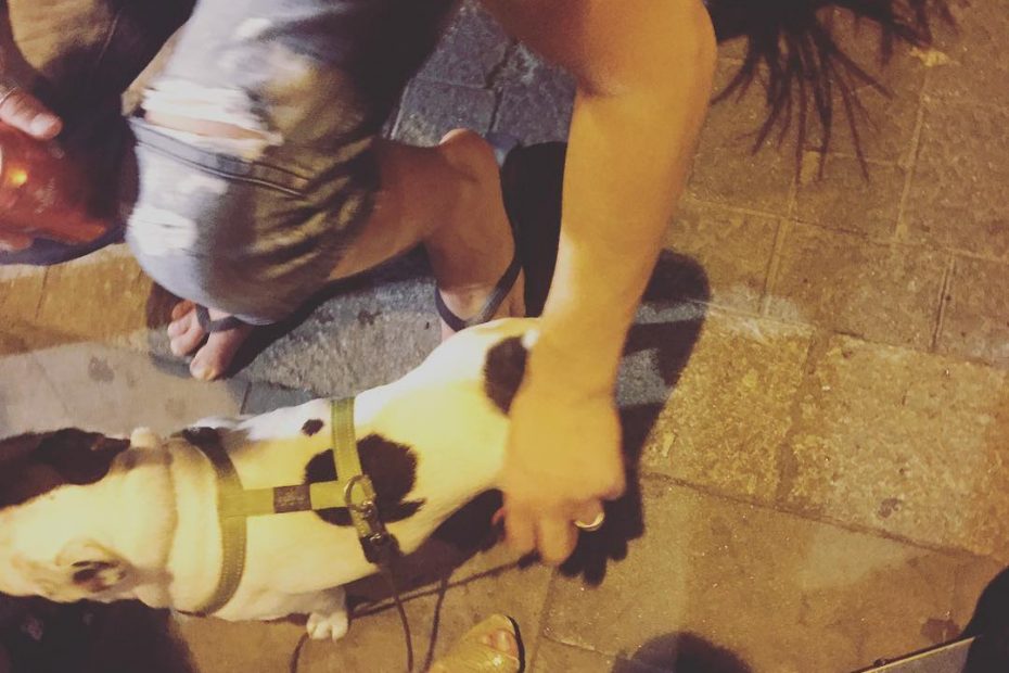 un perrito que se llama chuches