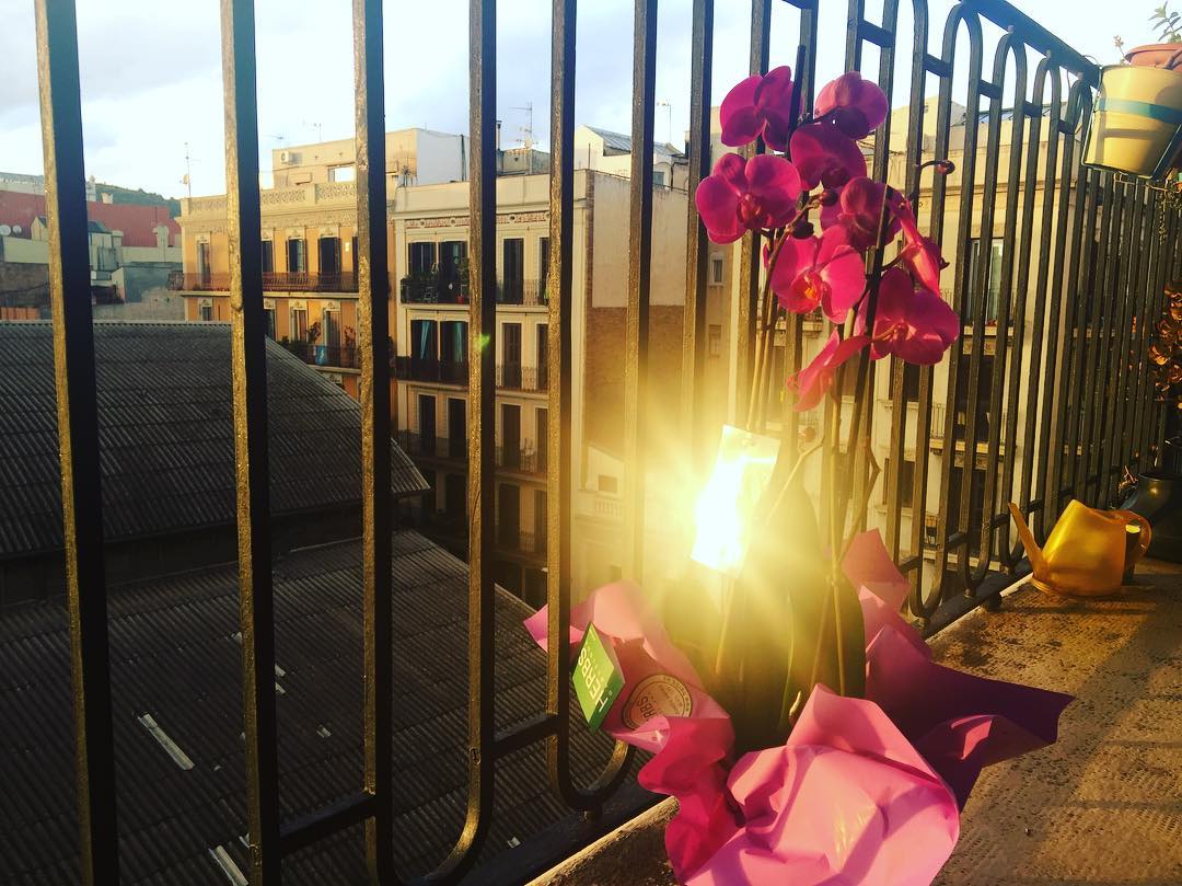 Gràcies Marc per aquestes flors per sorpresa! Flors vives, no tallades  