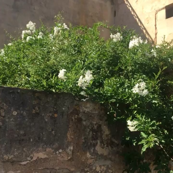 Flores blancas sobre una pared de piedra en Algaida