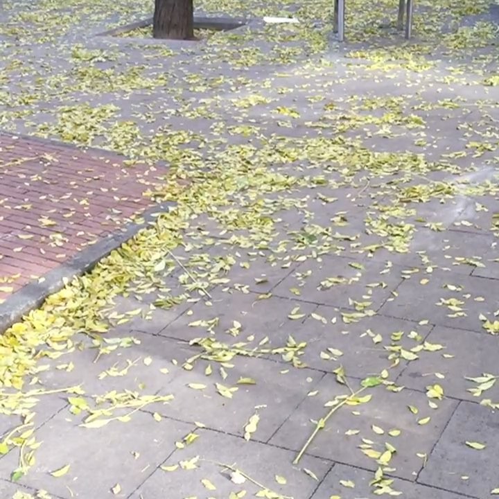 Hojas secas amarillas esparcidas por la acera y un alcorque de ladrillo en una calle de Barcelona, el 22 de noviembre de 2017