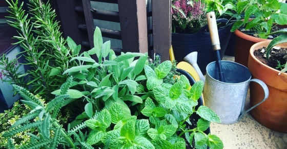 plantas aromaticas en el balcon de roser amills