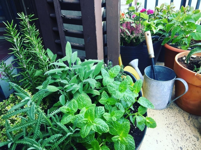 plantas aromaticas en el balcon de roser amills