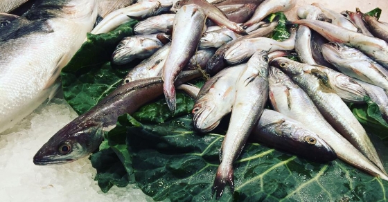 Pescados varios