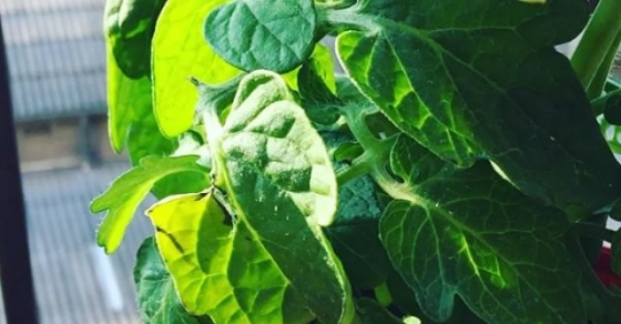 Tomatera adoptada! Le presento a sus nuevas amigas - Roser Amills, escritora mallorquina