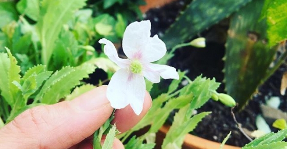 Ya florecen mis amapolas - Roser Amills, escritora mallorquina