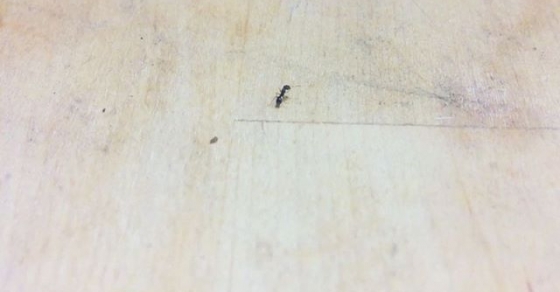 hormiga cuadernos roser