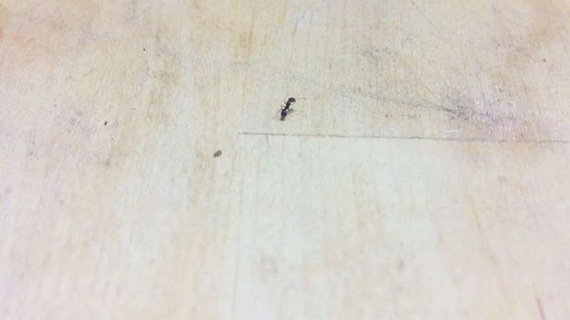 hormiga cuadernos roser