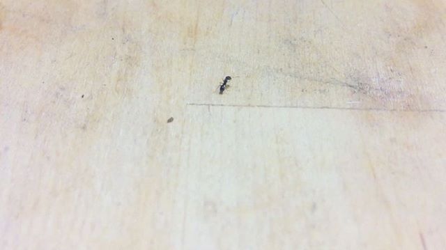 hormiga cuadernos roser