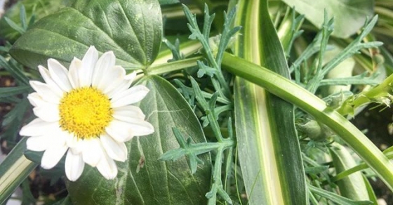 margaritas e hinojo en el balcon
