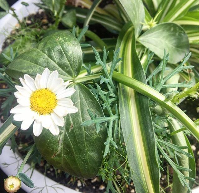 margaritas e hinojo en el balcon