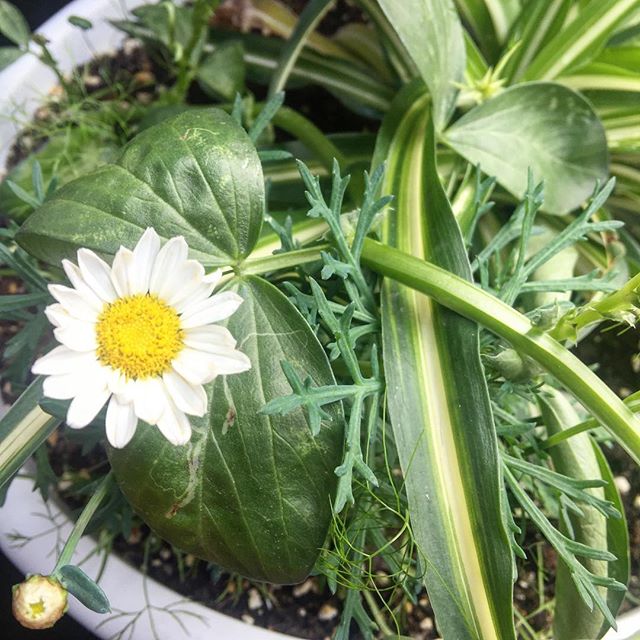 margaritas e hinojo en el balcon