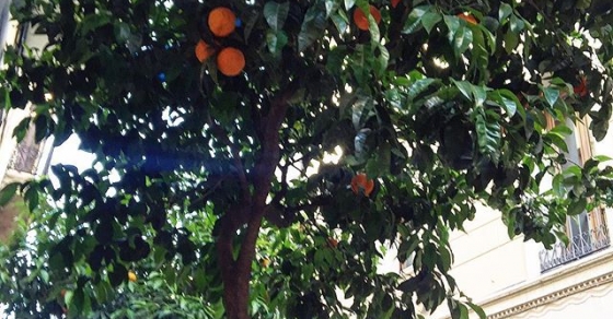 naranjas amargas en las calles de barcelona