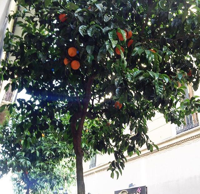naranjas amargas en las calles de barcelona