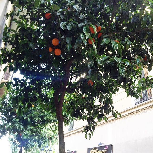 naranjas amargas en las calles de barcelona