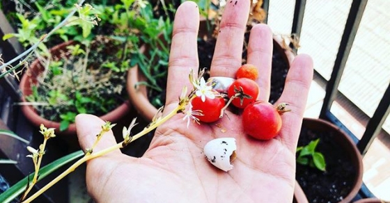 El jardín de mi balcón tiene flores, tomates, menta, hinojo... y una preciosa media cáscara de huevo de golondrina - Roser Amills, escritora mallorquina