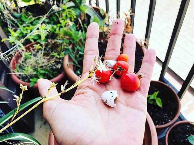 El jardín de mi balcón tiene flores, tomates, menta, hinojo… y una preciosa media cáscara de huevo de golondrina