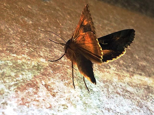 Roser Amills escriu una nova novel·la mentre un borino ros entra a l’horabaixa