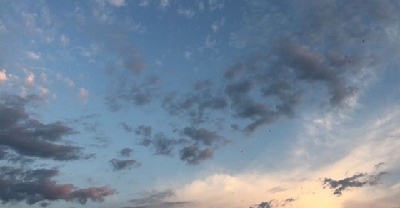 cielo con golondrinas