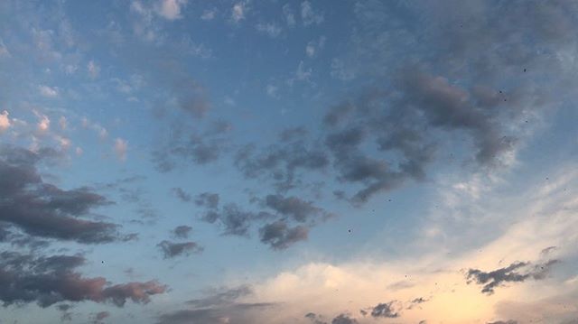 cielo con golondrinas