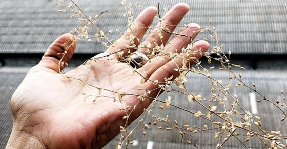 mano de roser amills