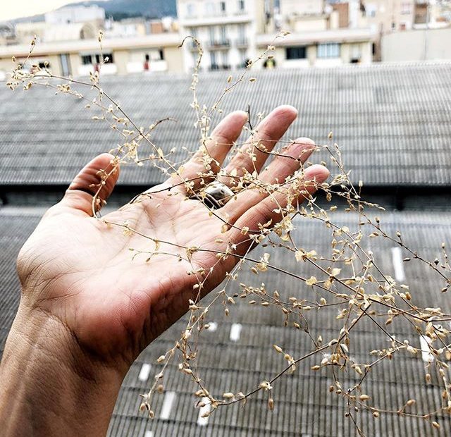 mano de roser amills