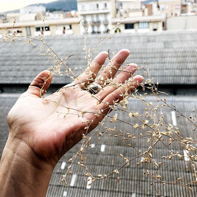 mano de roser amills