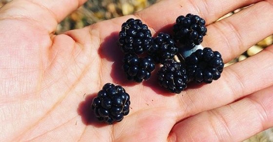 moras