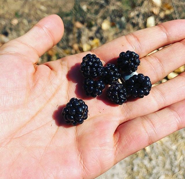 moras